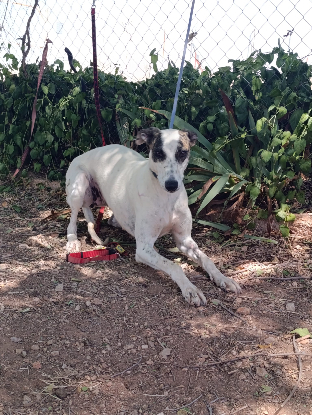 Adoption Chelo