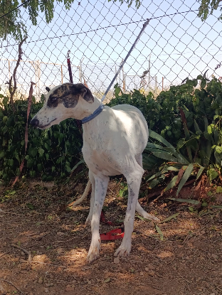 Adoption Chelo