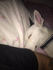 Tayson