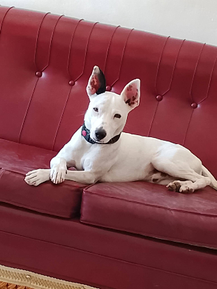 Adopter Tayson