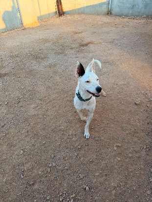 Adopter Tayson