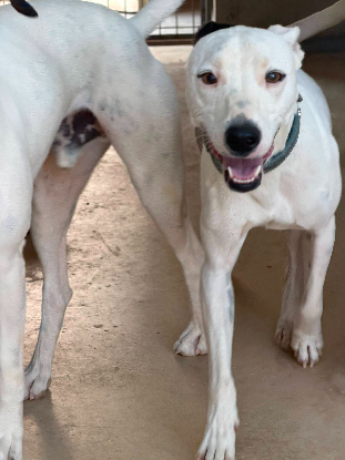 Adoption Tayson