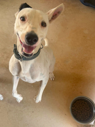 Adoption Tayson