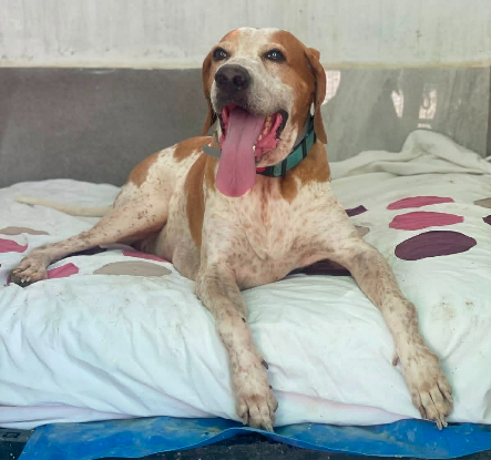 Adopter Butifarro