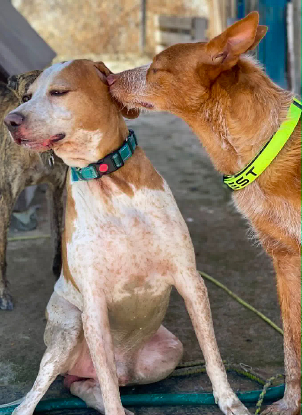 Adopter Butifarro