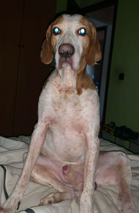 Adoption Butifarro