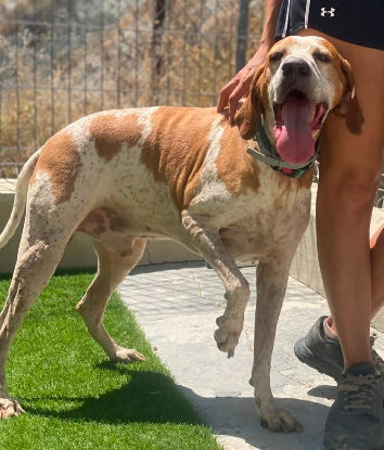 Adoption Butifarro