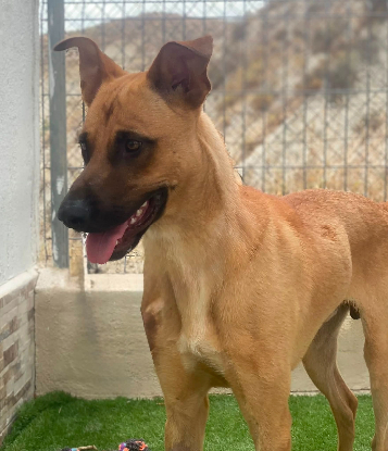 Adopter Patrik