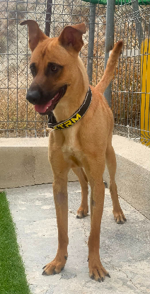 Adopter Patrik