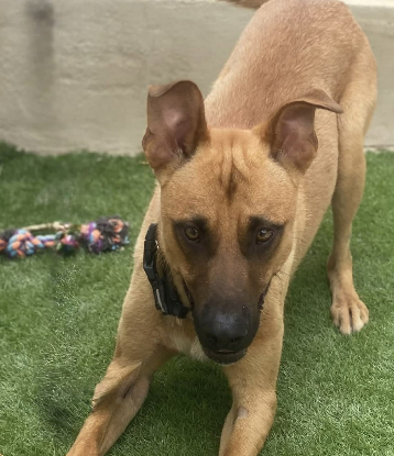 Adoption Patrik