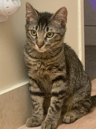 Adopter Brunette