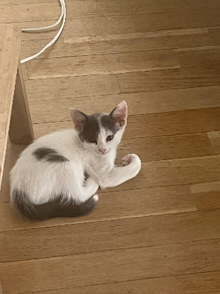 Adopter Bella