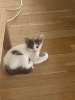 Bella