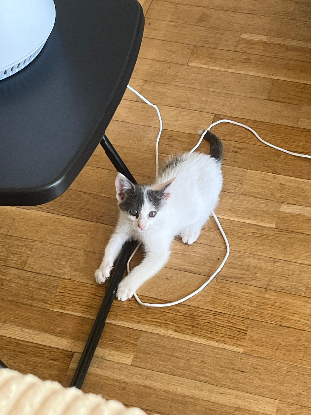 Adopter Bella