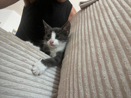 Adopter Boo