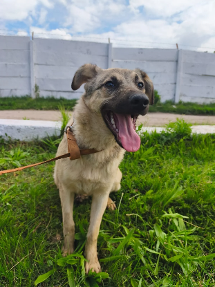 Adopter Hina