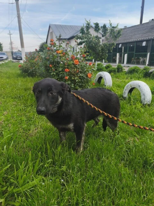 Adopter Athéna