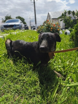 Adopter Matcha