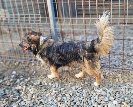 Adopter Mommo