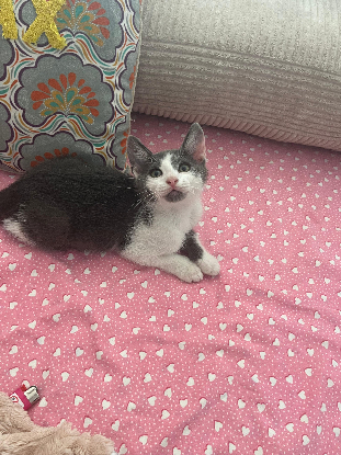 Adopter Boodie