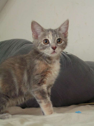 Adopter Danette