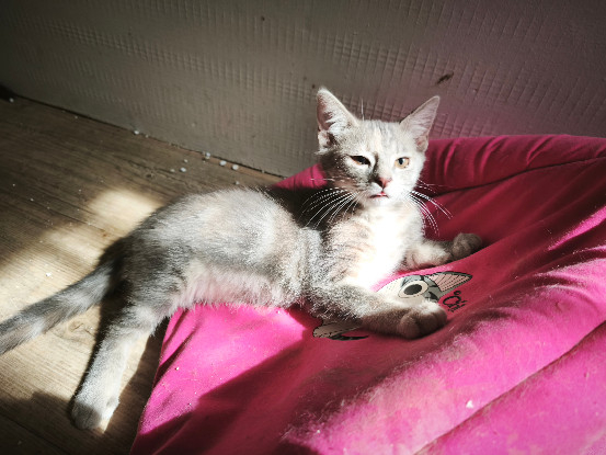 Adopter Danette