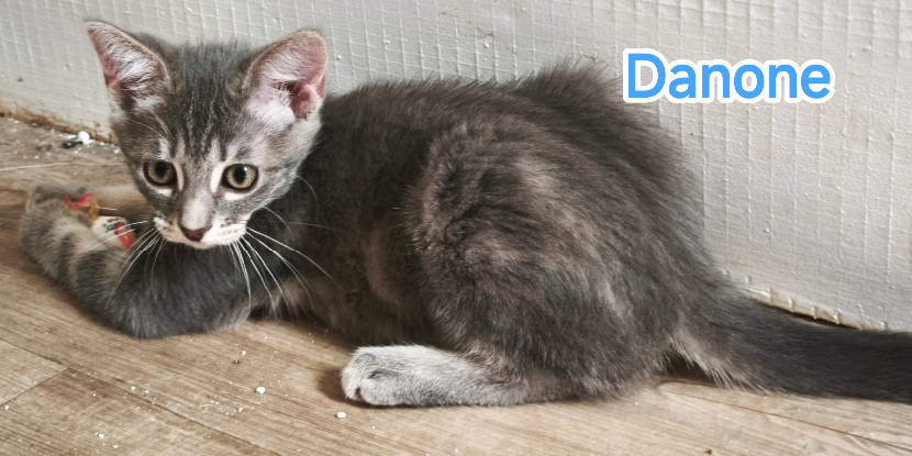 Adopter Danone