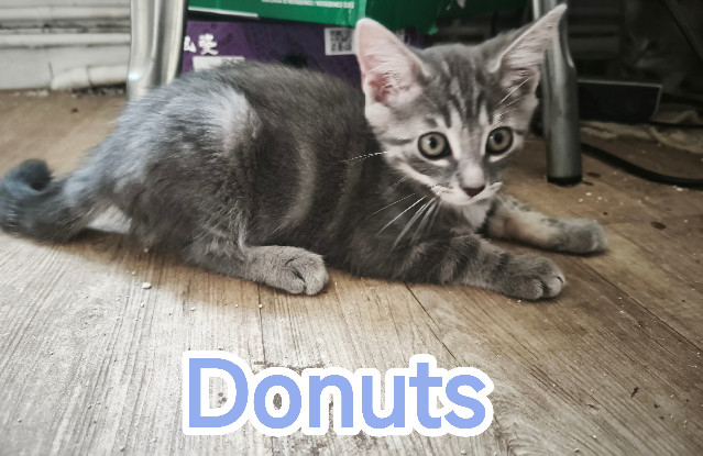Adopter Donuts