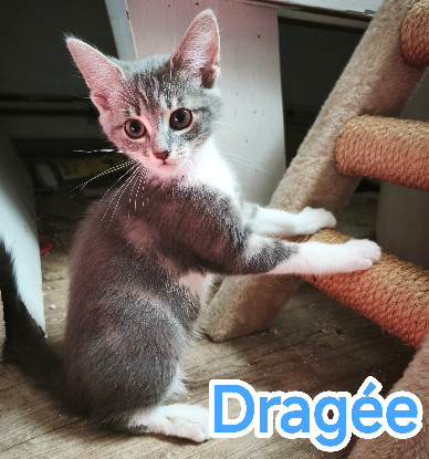 Adopter Dragée