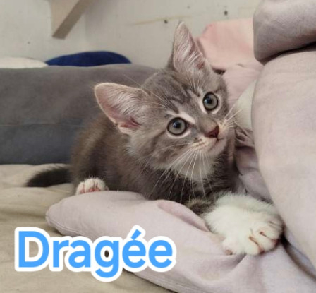 Adopter Dragée