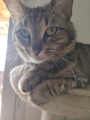Adopter Léo