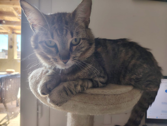 Adopter Léo