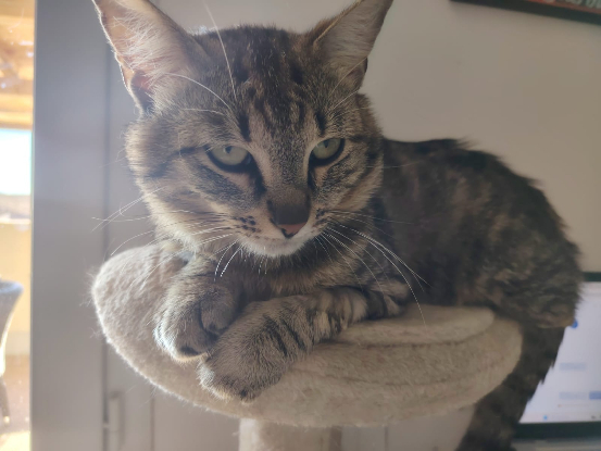 Adoption Léo