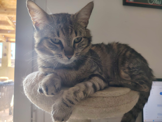 Adoption Léo