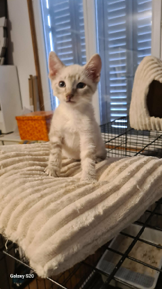 Adopter Balzac