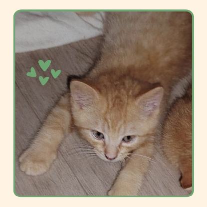 Adopter Corail