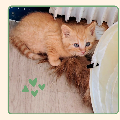 Adopter Corail