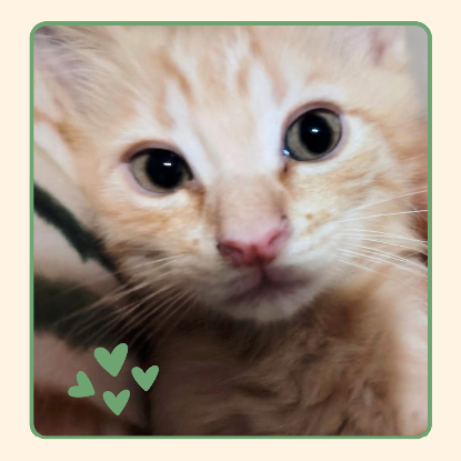 Adoption Corail