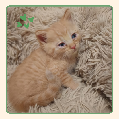 Adoption Corail