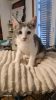 Milo