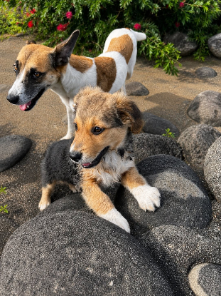 Adopter Bounty
