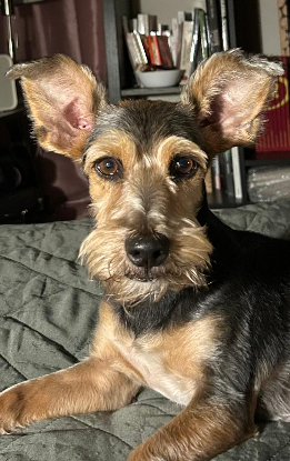 Adopter Perla