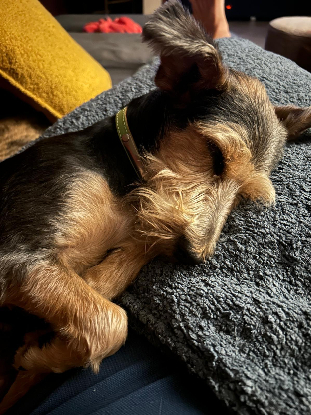 Adopter Perla