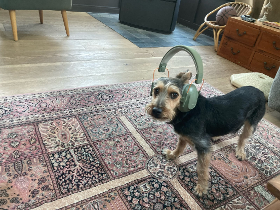 Adopter Perla