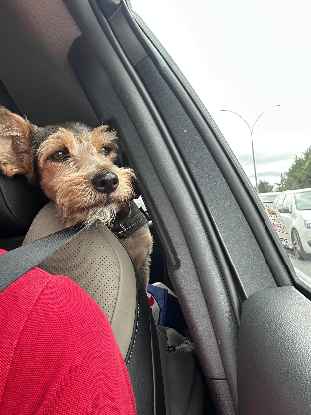 Adoption Perla