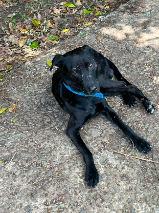 Adopter Louki