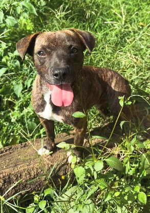 Adopter Prince