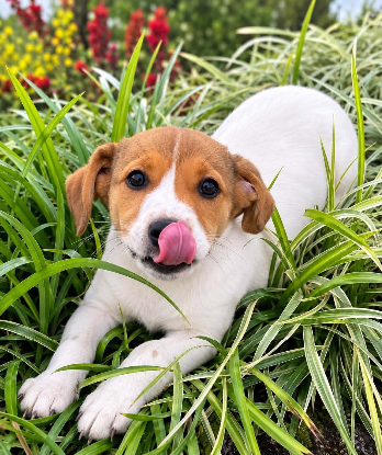 Adopter Toupie
