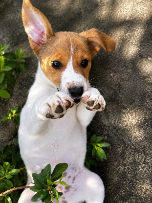 Adopter Toupie