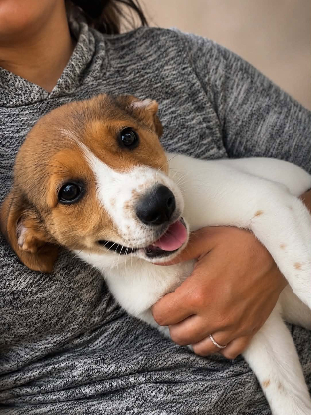 Adoption Toupie